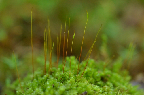 Ditrichum heteromallum observed 2025-07-09