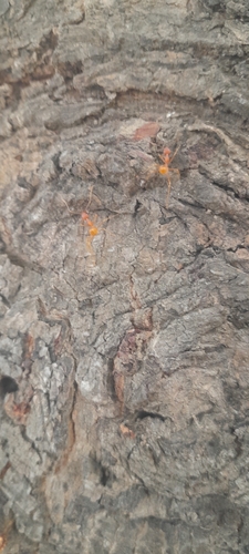 African Weaver Ant