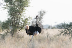 Struthio molybdophanes