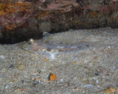 Pallid sandgoby (Fusigobius pallidus) — Gobiidae — 2
