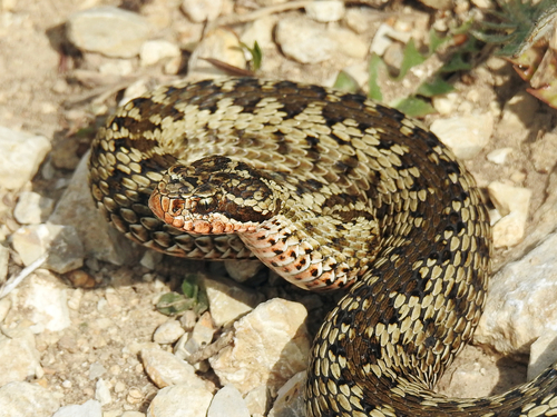 Alburzi Viper