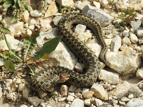 Alburzi Viper