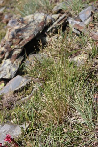 Violet Meadowgrass (Bellardiochloa variegata)