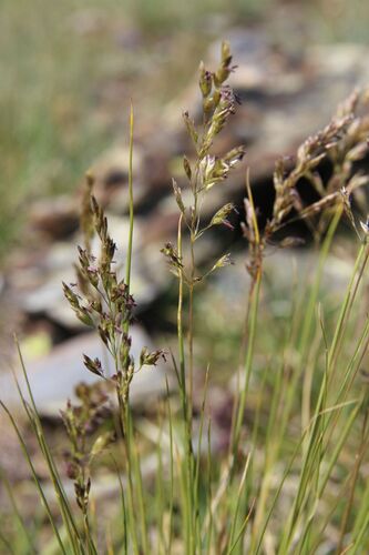 Bellardiochloa variegata, photograph 4
