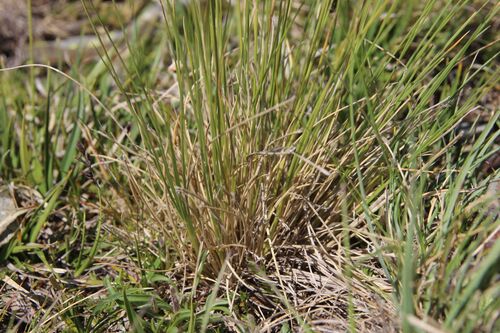 Bellardiochloa variegata, photograph 5