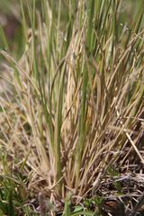 Bellardiochloa variegata, photograph Olivier Argagnon, CC BY, iNaturalist via GBIF