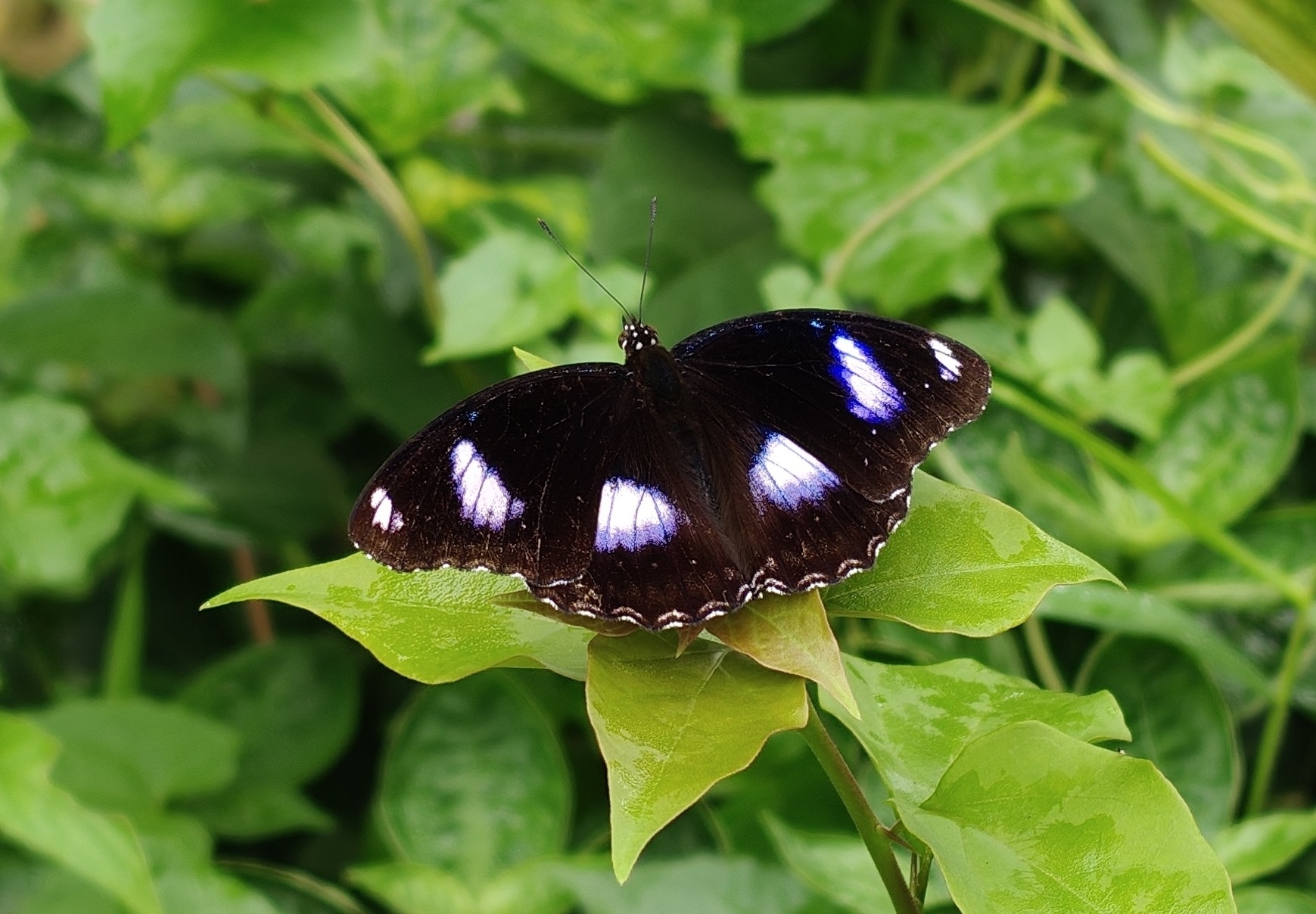 Great Eggfly
