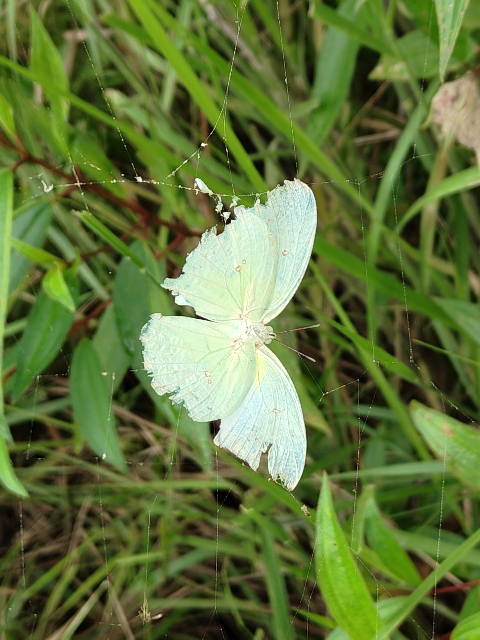 Mottled Emigrant