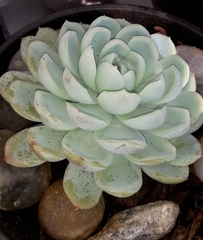 Echeveria elegans