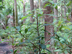 Myrsinoideae