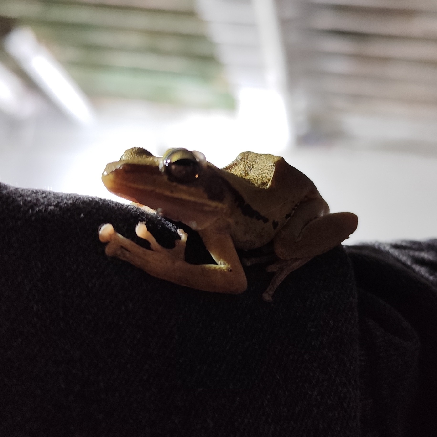 Big-Headed Whipping Frog