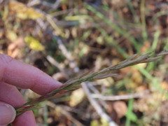 Bromus marginatus