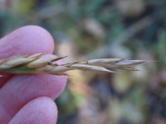 Bromus marginatus