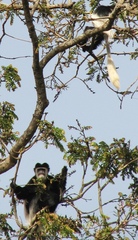 Colobus guereza gallarum