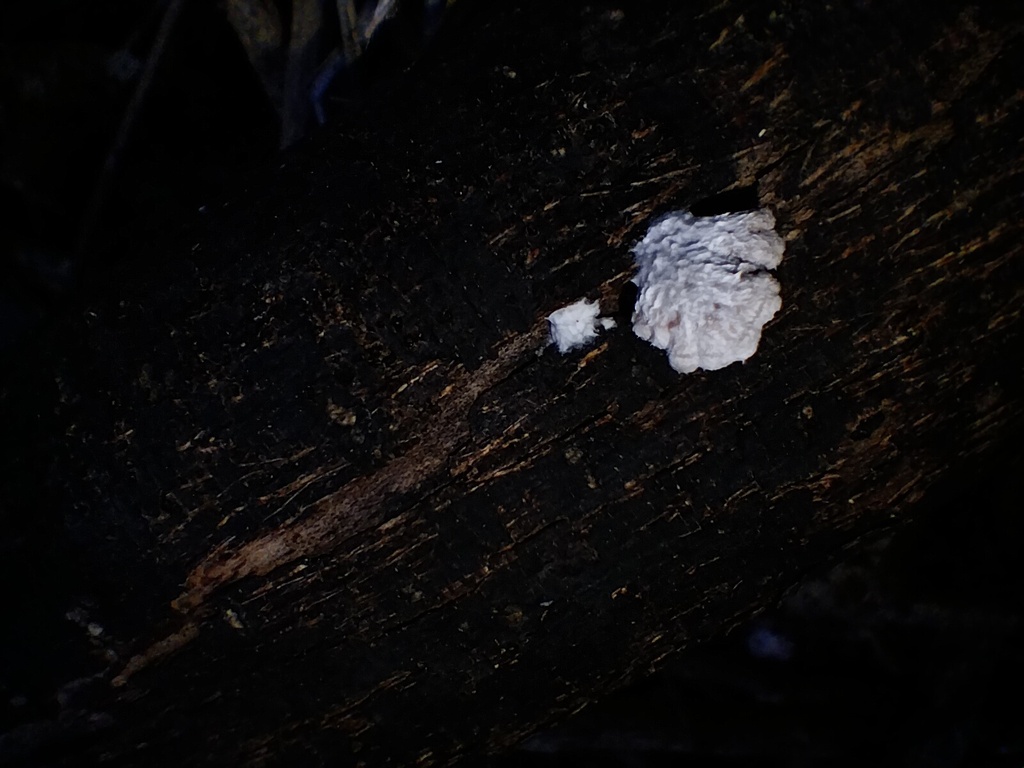 Schizophyllum commune · July 2025 · photo: © sofiazed1 (iNaturalist, cc-by)