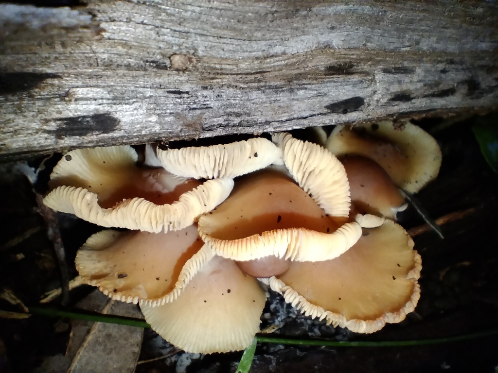 Rhodocollybia eucalyptorum · July 2025 · photo: © sofiazed1 (iNaturalist, cc-by)