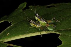 Liebermannacris dorsualis