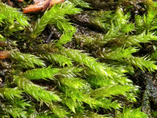 Sciuro-hypnum plumosum observed 2025-07-19