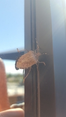 Halyomorpha halys