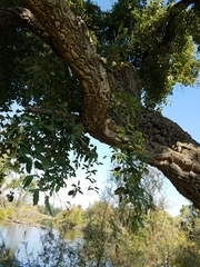 Quercus suber