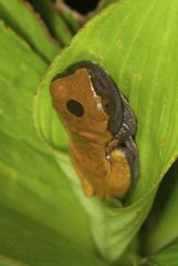 Dendropsophus reticulatus