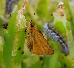 Metisella