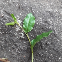 Ercilla spicata