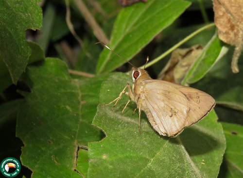 Carystoides lebbaeus