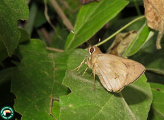 Carystoides lebbaeus