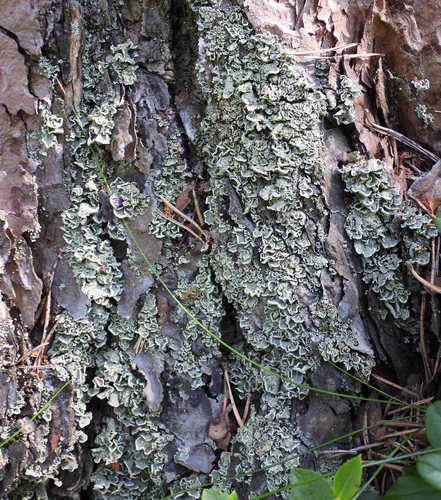 Finger Cup Lichen (Cladonia digitata)