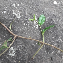 Ercilla spicata