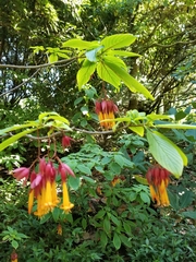 Deppea splendens