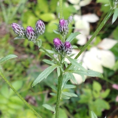 Saw-wort (Serratula tinctoria) · iNaturalist