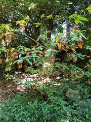 Deppea splendens
