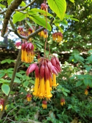 Deppea splendens
