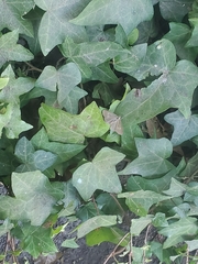 Phryganidia californica