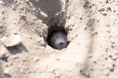 Naked Mole-Rat photo 3