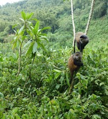 Cercopithecus mitis kandti