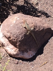 Liolaemus constanzae