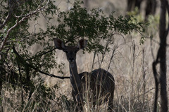 Tragelaphus imberbis