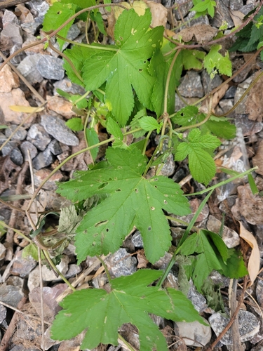 Japanese Hops