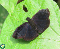 Cycloglypha thrasibulus