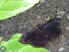 Cycloglypha thrasibulus