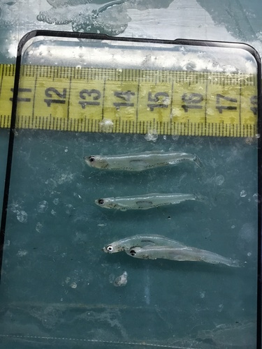 European Smelt