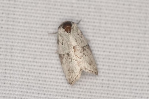 Dyar's Lichen Moth photo 3