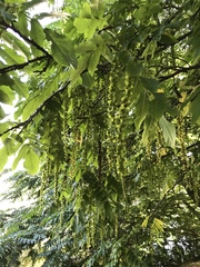 Pterocarya fraxinifolia