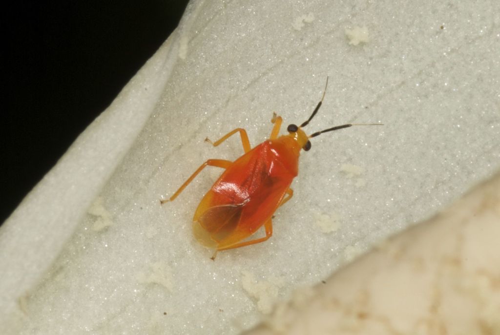 Neoneella