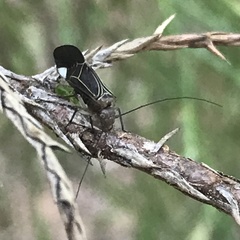 Cerastipsocus venosus