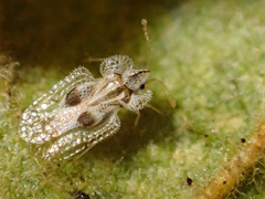 Corythucha confraterna