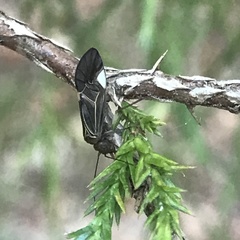 Cerastipsocus venosus